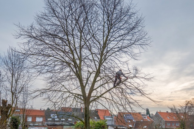 snoeien van bomen