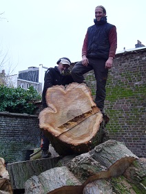 bomen vellen